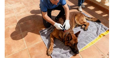 Mejora la movilidad de tu perro senior con acupuntura ,moxibustión y Láser
